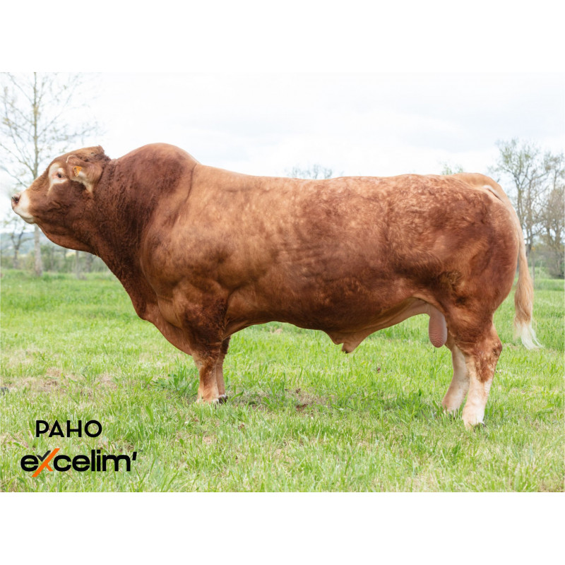 PAIPAIDEA