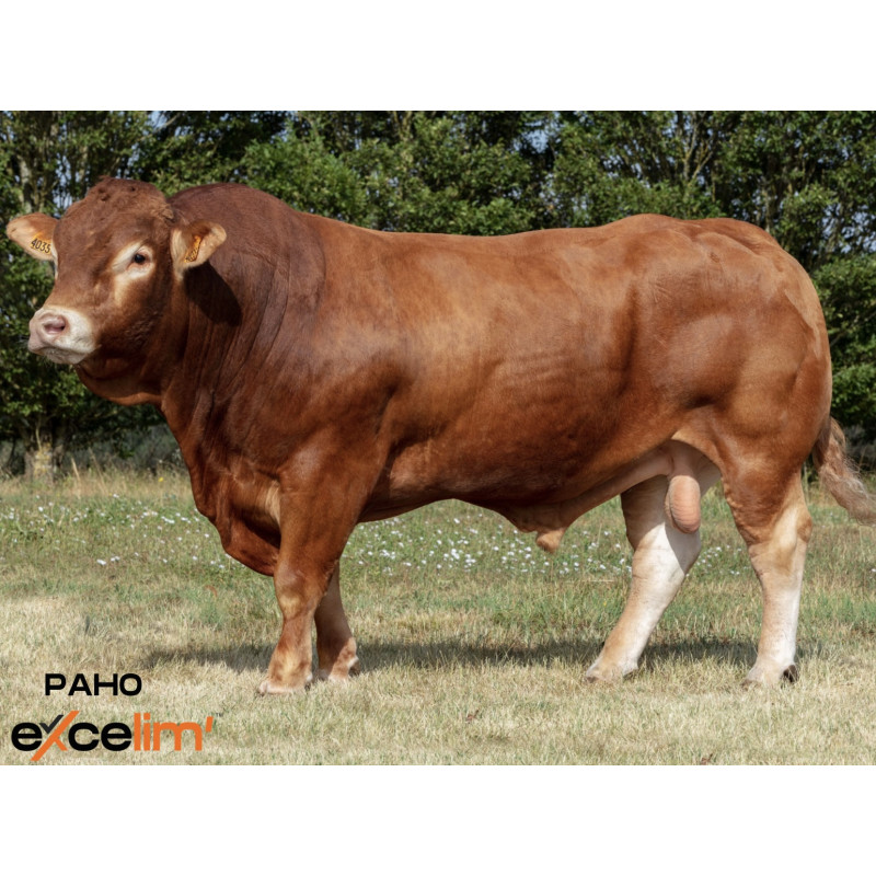 PAIPAIDEA