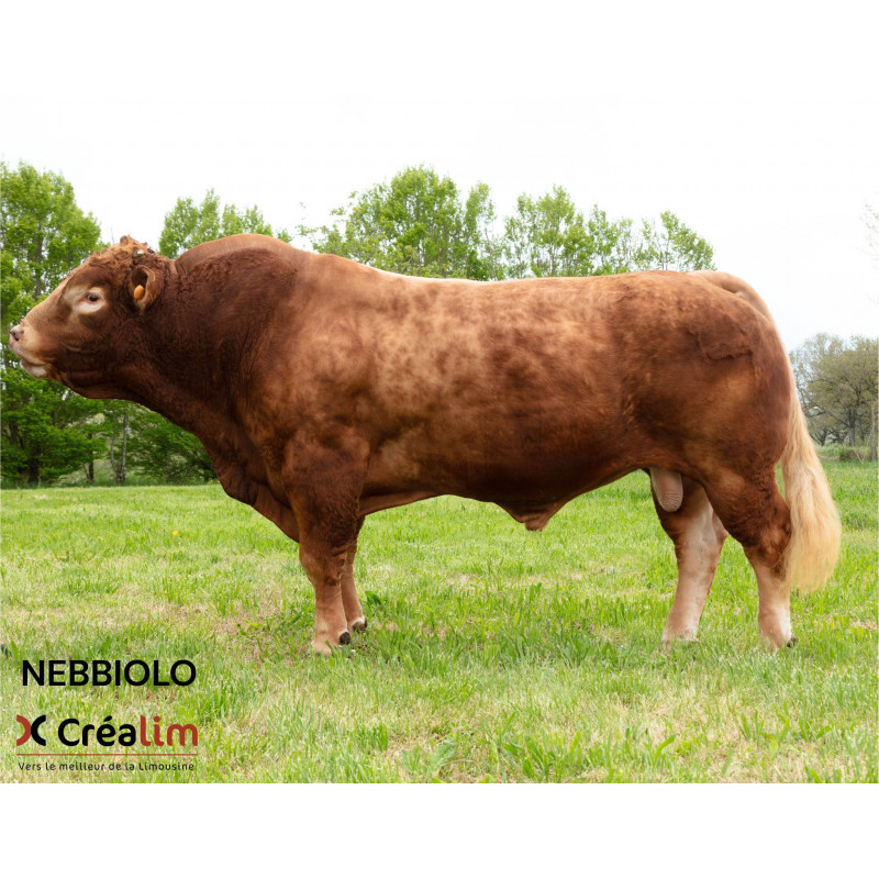 NEBBIOLO
