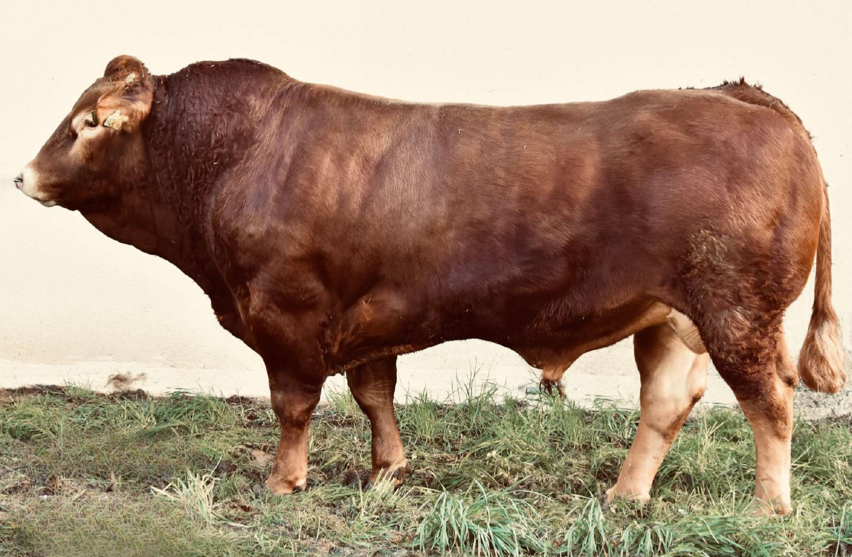 LETIPRINCE