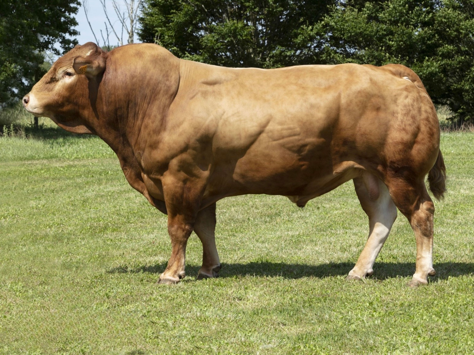 LYS