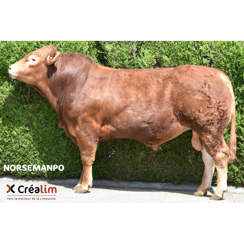 NORSEMANPO