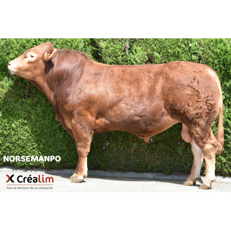 NORSEMANPO