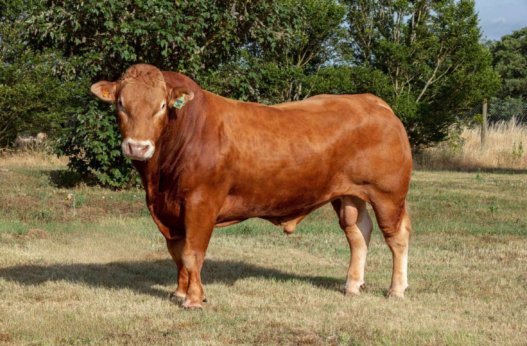 PERPEZAC