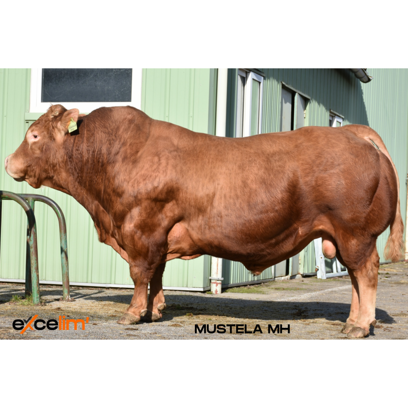 MUSTELA MH