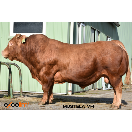 MUSTELA MH