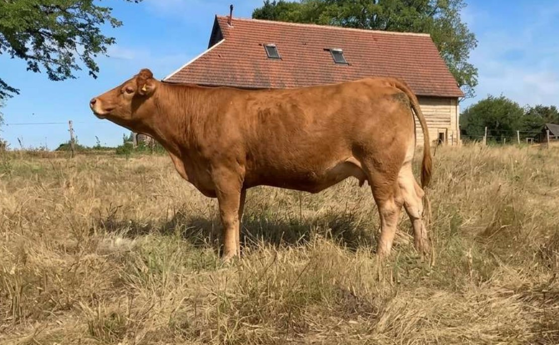 Fille de RAGNAR - ELEVAGE LIMOUSIN PERCHE SELECTION MELIAND (72)