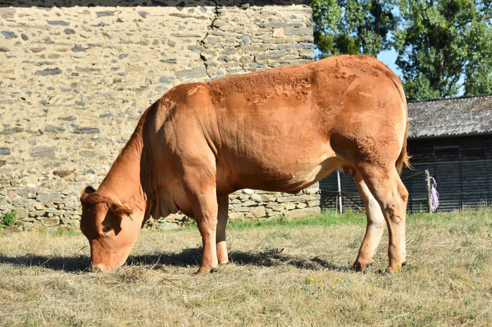 Fille de PAIPAIDEA - STATION DE MOUSSOURS (19)