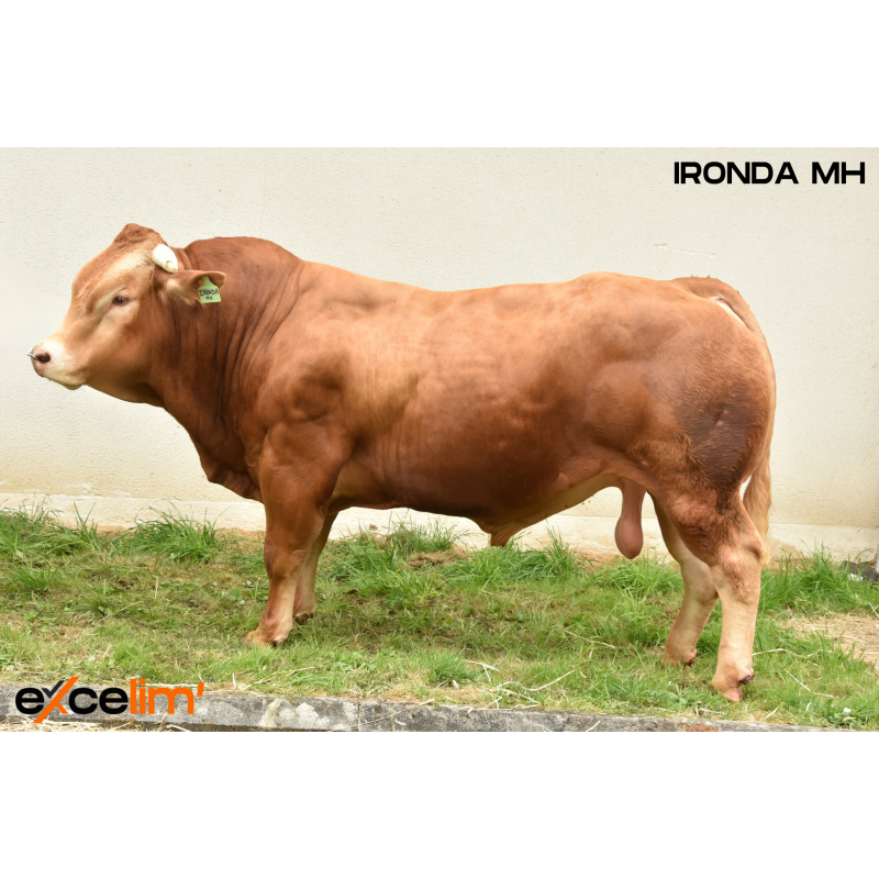 IRONDA MH