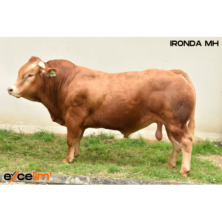 IRONDA MH