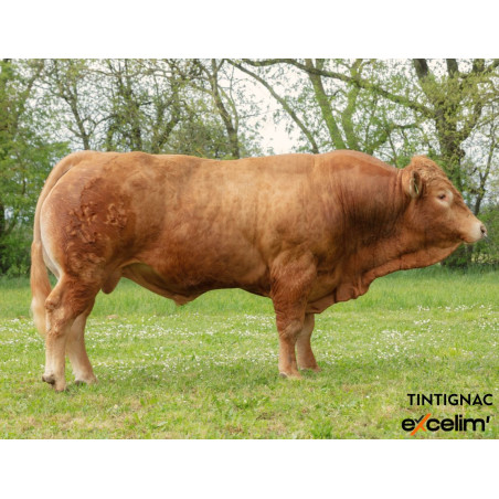 TINTIGNAC