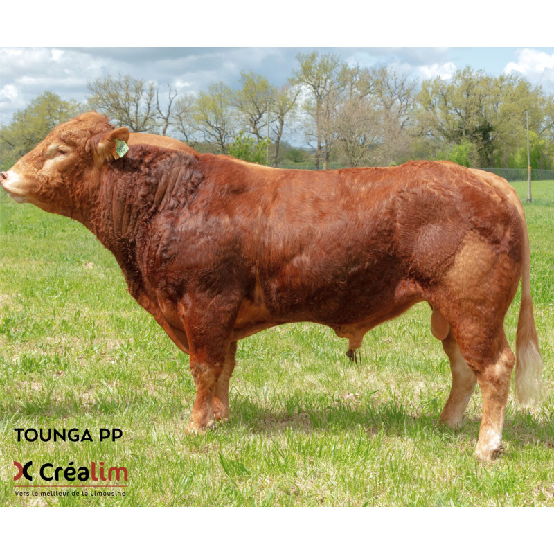 TOUNGA PP