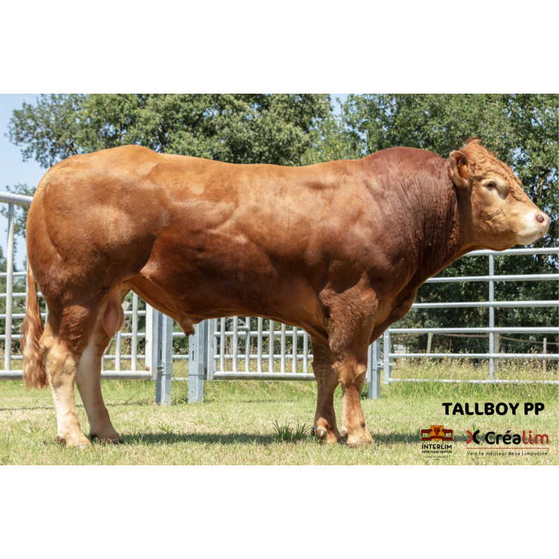 TALLBOY PP