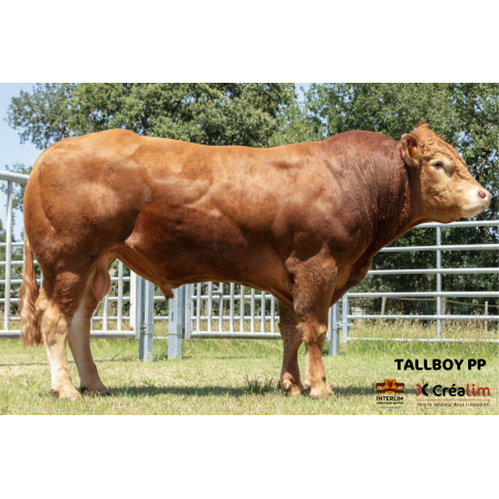 TALLBOY PP